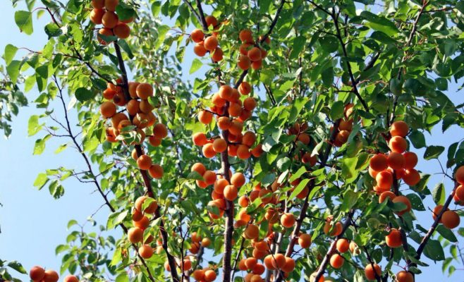 Почему не плодоносит абрикос: основные причины и методы борьбы с проблемой