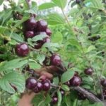 Все секреты войлочной вишни: выбор сорта, особенности посадки, уход и размножение