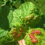Выращивание красной смородины: инструкция и рекомендации