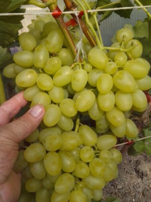 Виноград Надежда Аксайская — надежный сорт для вашего сада