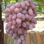 Выбор разновидностей винограда для выращивания в Краснодарском крае
