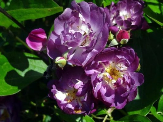 7 сортов гортензий с нежными фиолетовыми цветами