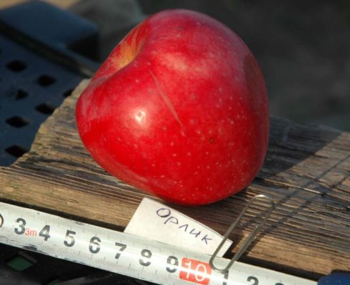 Яблоня Орлик: зимний сорт с плодами десертного вкуса