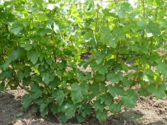 Основные правила и особенности обрезки винограда весной и осенью