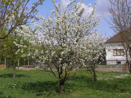 Ярославна — популярный сорт вишни