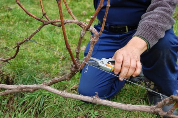 Основные указания и отличительные черты обрезки винограда весной и осенью