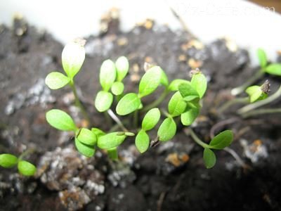 Хитрости ухода за флоксами Драммонда: как вырастить роскошный цветок из семян
