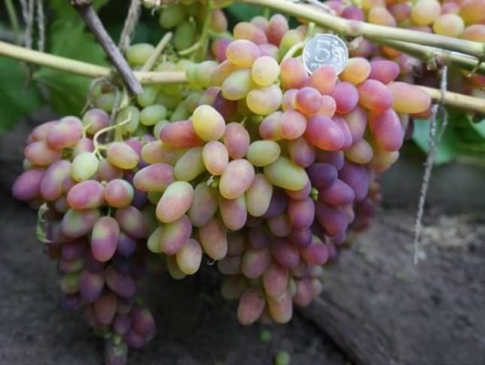 Аркадный виноград: зимостойкий урожайный и декоративный сорт
