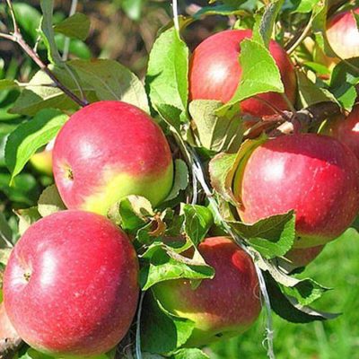 Сорт яблок Уэлси, также известный как Обильный