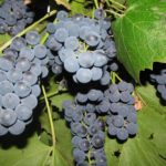 Выбор разновидностей винограда для выращивания в Краснодарском крае