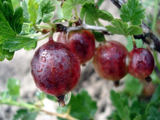 Крыжовник Сенатор: самая сладкая ягода в саду