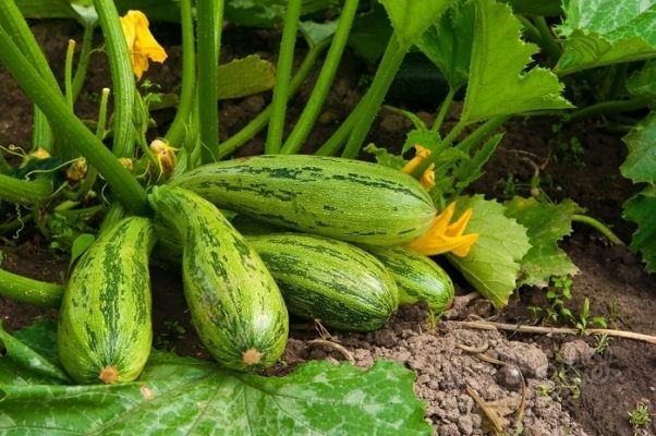 Кабачок: как вырастить нежный и полезный овощ