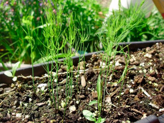 Спаржа: как вырастить экзотический овощ