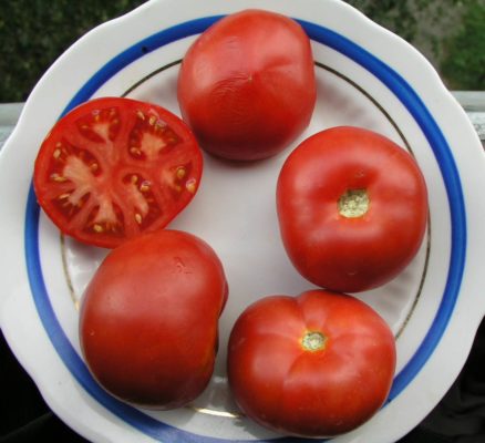 Ранний Сибирский - Ранний холодостойкий сорт томатов