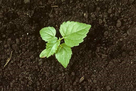 Выращивание мульберри: методы выращивания, уход за растением и популярная разновидность