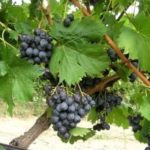 Лучшие сорта столового винограда: описание, вкусы и характеристики