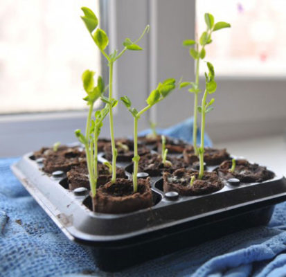 Выращивание гороха в домашних условиях: от выбора сорта до сбора урожая