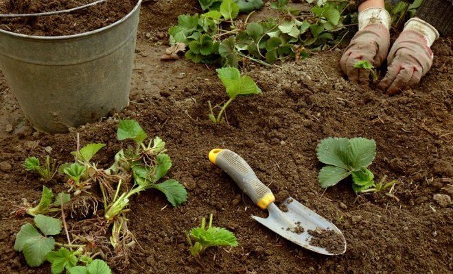 Пересадка земляники в саду: рекомендации и тонкости