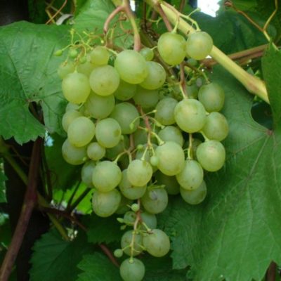 Северная красавица: выращивание морозостойкого винограда в саду