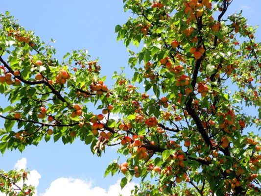Десертный сорт абрикоса: особенности посадки и ухода