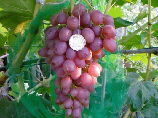 Потрясающий украинский — крупноплодный сорт винограда Рута