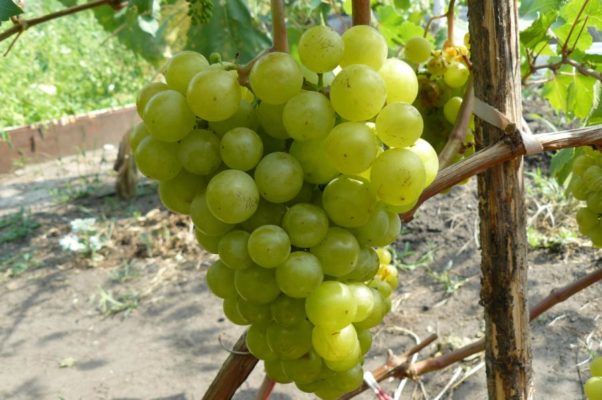 Виноград Амирхан: один из сортов, подходящих для регионов с суровым климатом