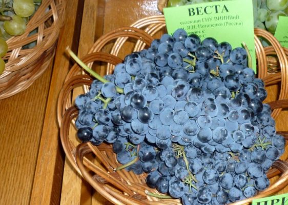 Десертный и винный виноград: лучший из лучших