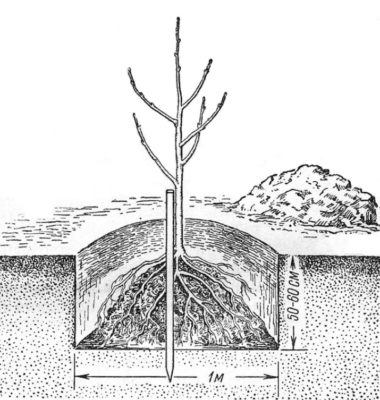 Яблоня Глостер: изображение и описание сорта, особенности посадки и ухода, мнения садоводов