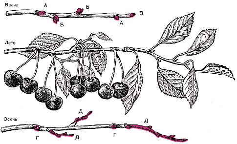 Подрезка вишни: основные правила и особенности обработки различных видов
