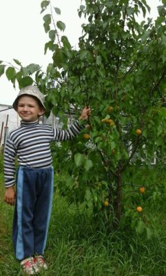 Мелитопольский абрикос и его популярные сорта: характеристика и особенности выращивания