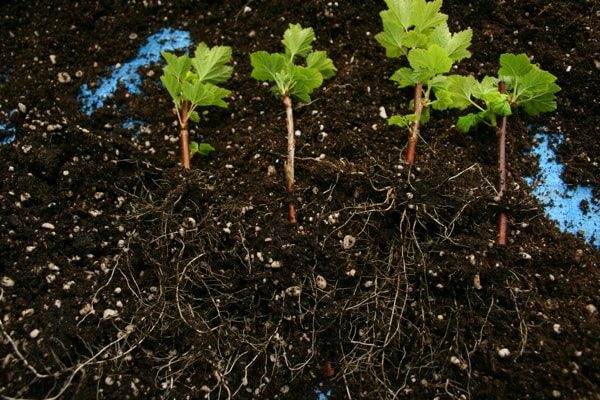 Способы выращивания красной смородины, ее плюсы и минусы