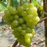 Подбор сортов винограда для выращивания в Краснодарском крае