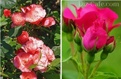 Обрезка роз на зиму: как сохранить красоту и здоровье растения?