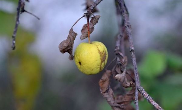 Болезни и вредители яблони: причины и борьба
