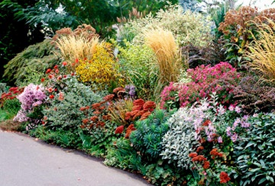 Засухоустойчивые растения для сада: выбираем самые красивые сорта