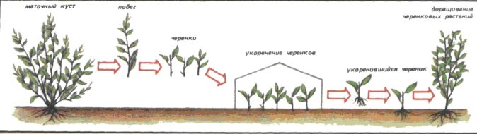 Насаждение кизила, особенности выращивания в регионах России и Украины