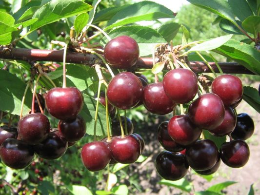 Лучшие сорта вишни для выращивания в пригороде
