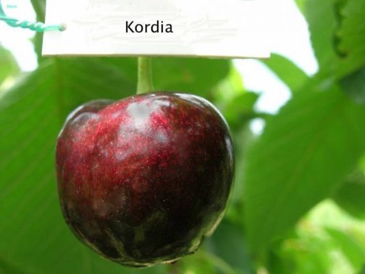 Cherry Cordia — популярный сорт из Чехии
