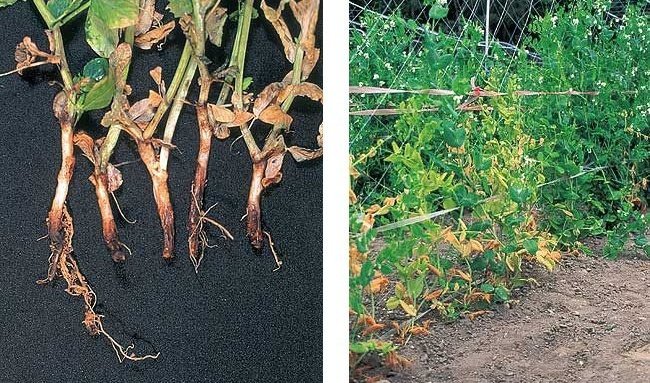 Выращивание гороха в домашних условиях: от выбора сорта до сбора урожая