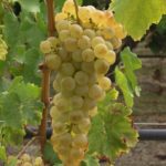 Как посадить и вырастить виноград в средней полосе России