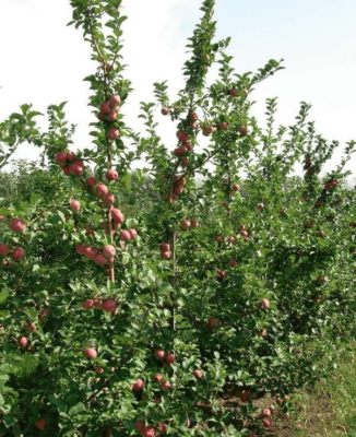Выращивание яблони Лигол
