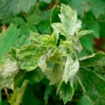 Выращивание красной смородины: инструкция и рекомендации
