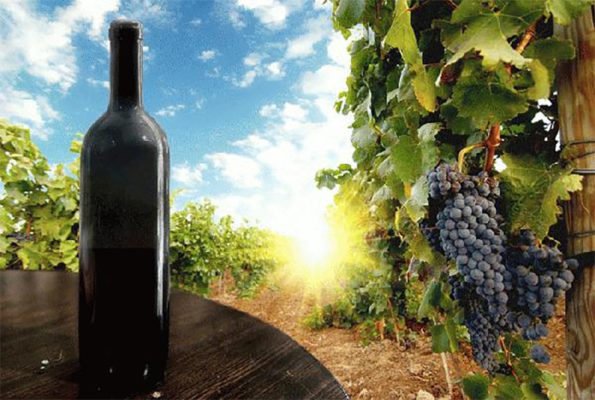 Производители вина «Магарач»: темно-красный сорт винограда Ливадия