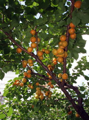 Лель – волшебный абрикос для садовода