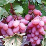 Виноград в средней полосе России: лучшие сорта и советы по выращиванию