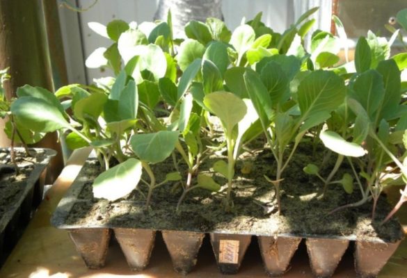 Посадка и выращивание савойской капусты: практические рекомендации