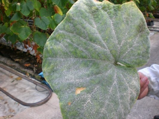 Как вырастить вкусные дыни в теплице: советы по выбору сорта и агротехнике