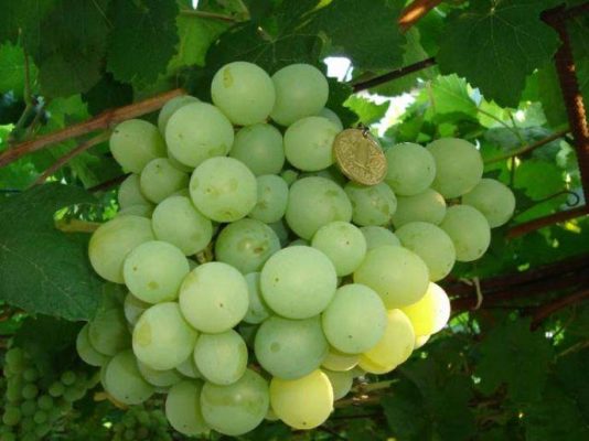 Потрясающий украинский — крупноплодный сорт винограда Рута