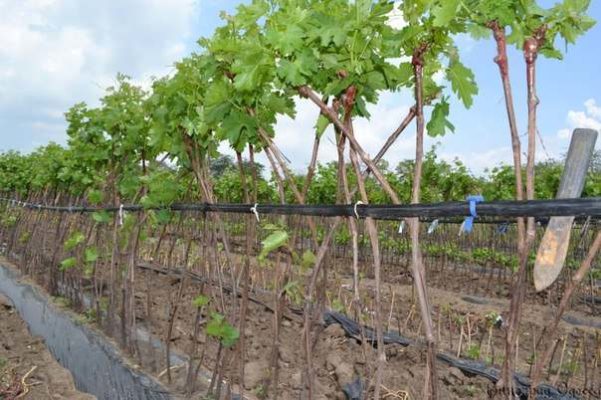 Основные инструкции и особенности обрезки винограда весной и осенью