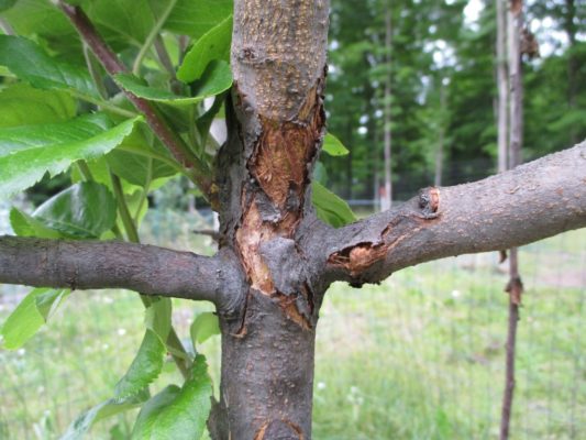 Мелитопольский абрикос и его популярные сорта: характеристика и особенности выращивания